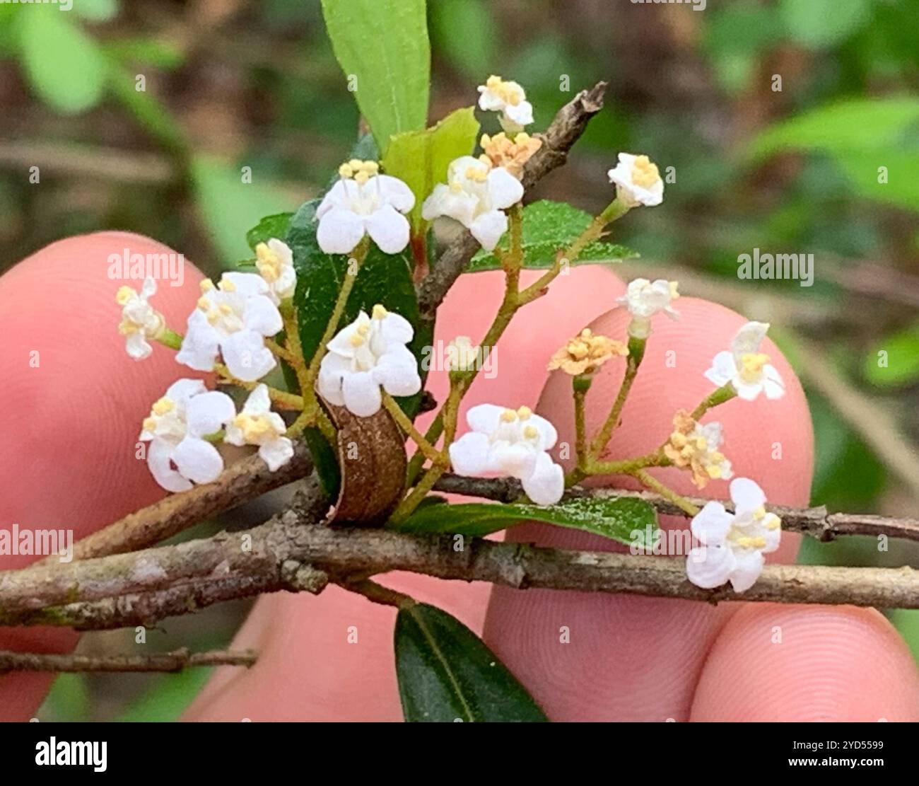 Walter's Viburnum (Viburnum obovatum Stock Photo - Alamy