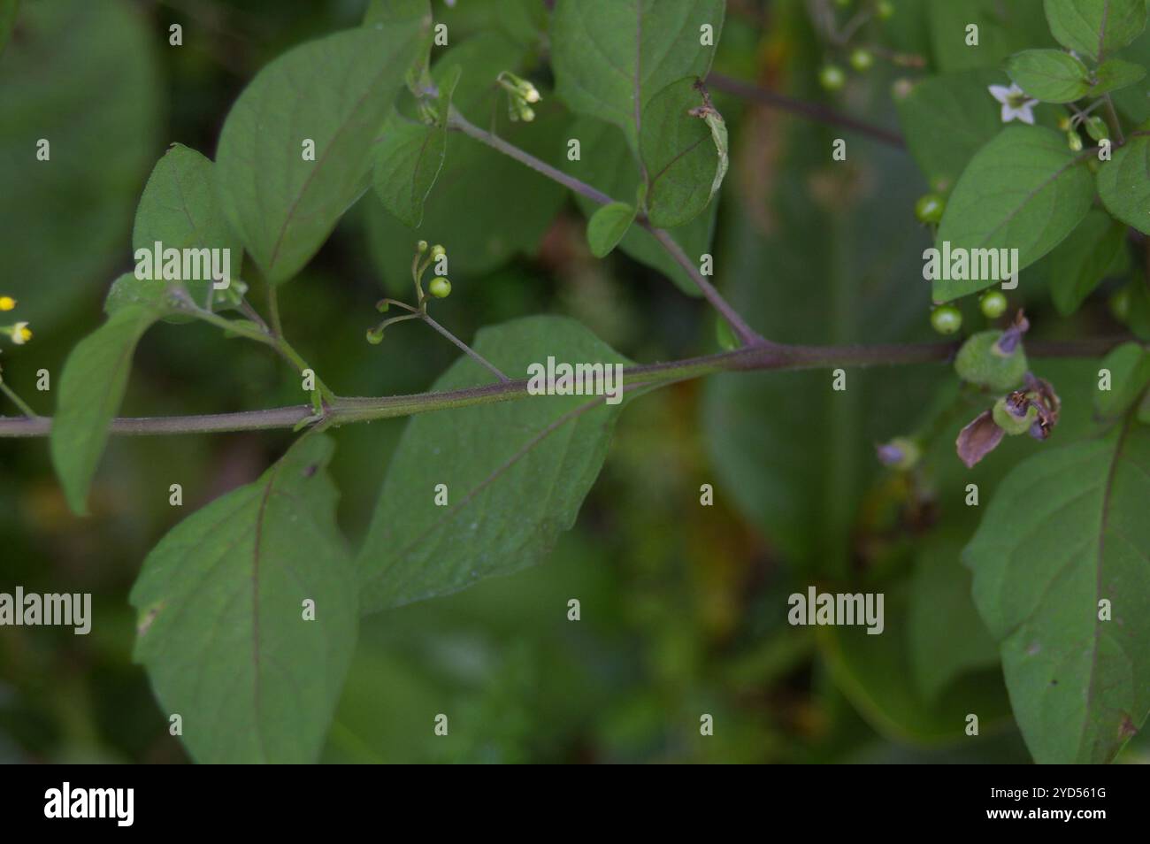 American black nightshade (Solanum americanum Stock Photo - Alamy