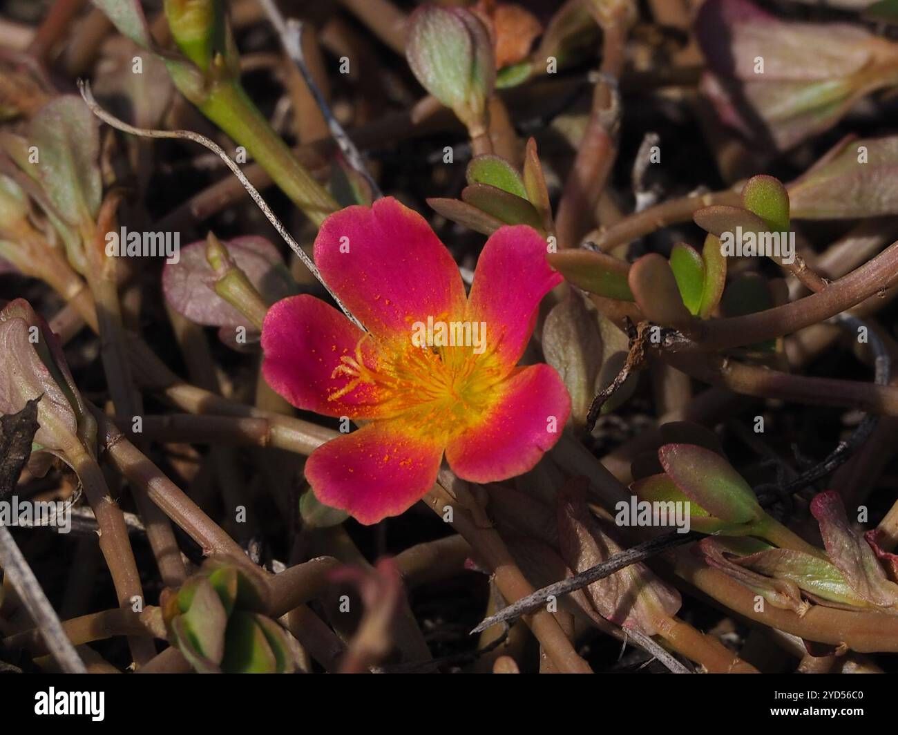 wingpod purslane (Portulaca umbraticola Stock Photo - Alamy