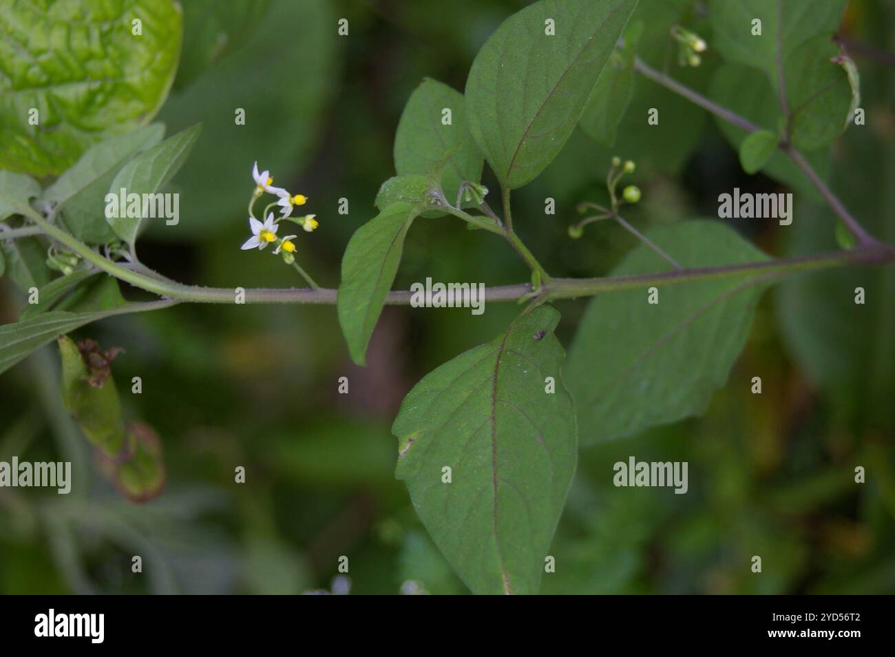 American black nightshade (Solanum americanum Stock Photo - Alamy