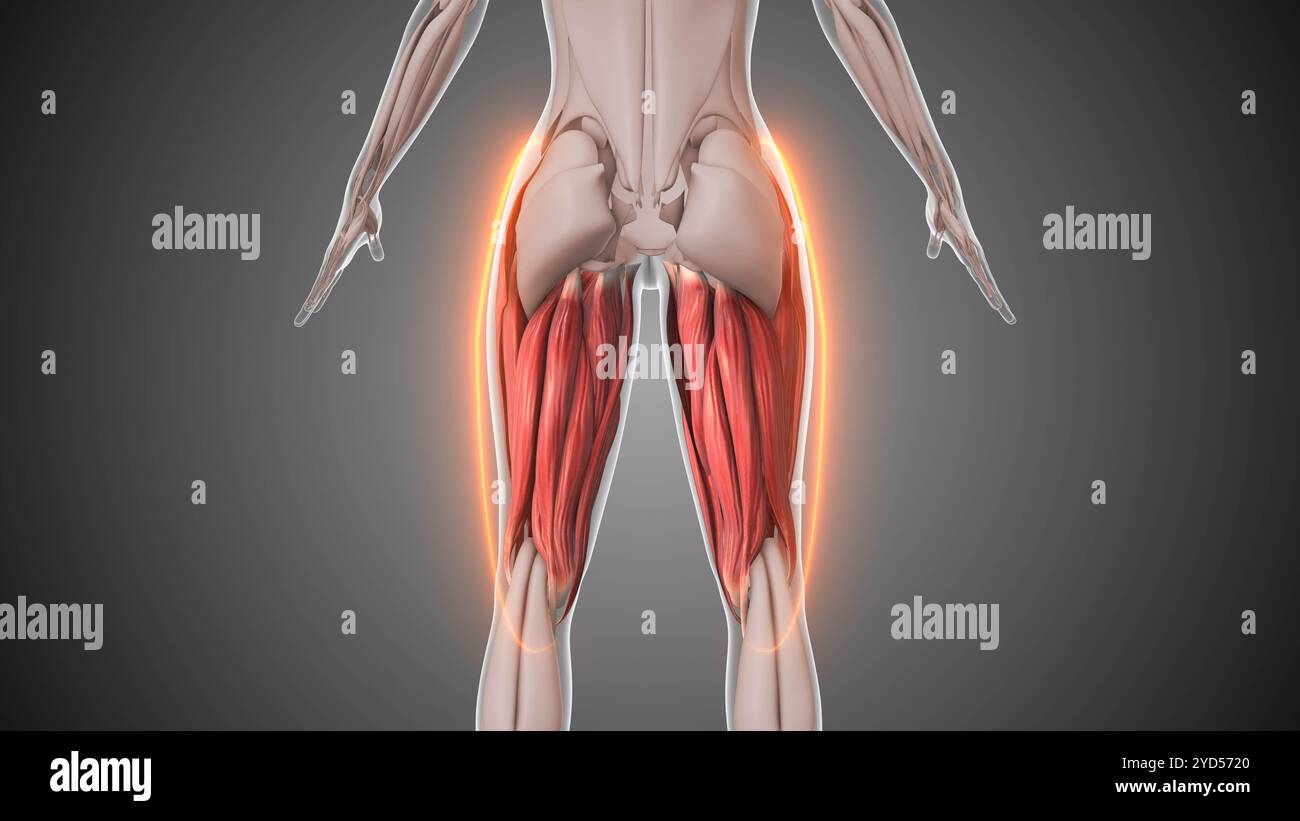 Hamstrings Model Labeled Human skeleton with labeled anatomy hi-res stock photography and images ...