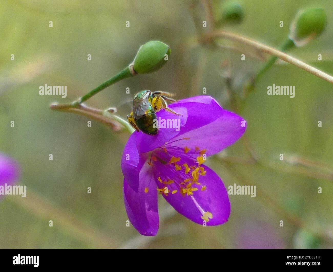 Pure Green Sweat bee (Augochlora pura) Stock Photo