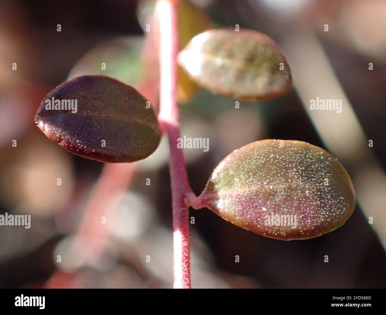 Creeping Blueberry (Vaccinium crassifolium Stock Photo - Alamy