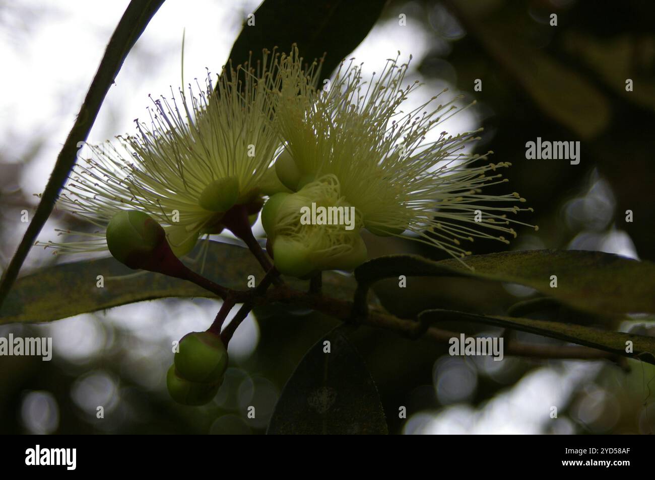 Rose-apple (Syzygium jambos Stock Photo - Alamy