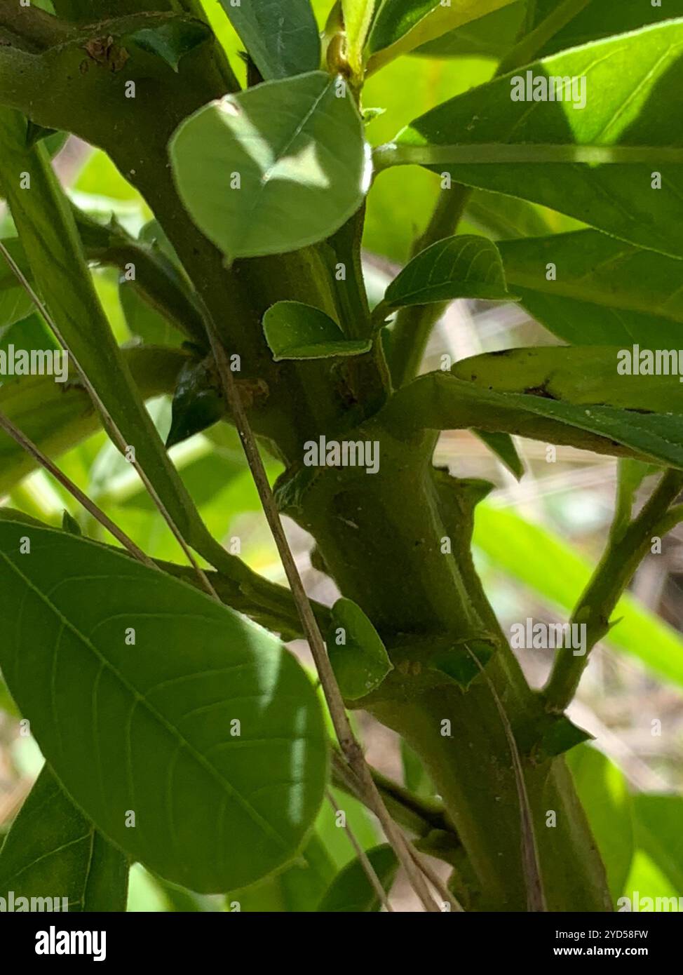 Showy Rattlebox (Crotalaria spectabilis Stock Photo - Alamy