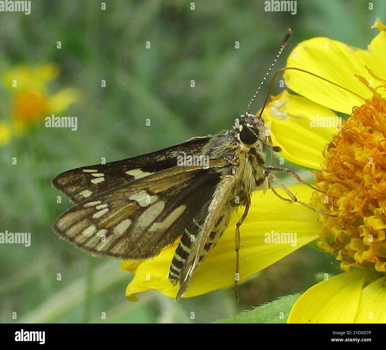 Pale Ranger (Dotta callicles Stock Photo - Alamy