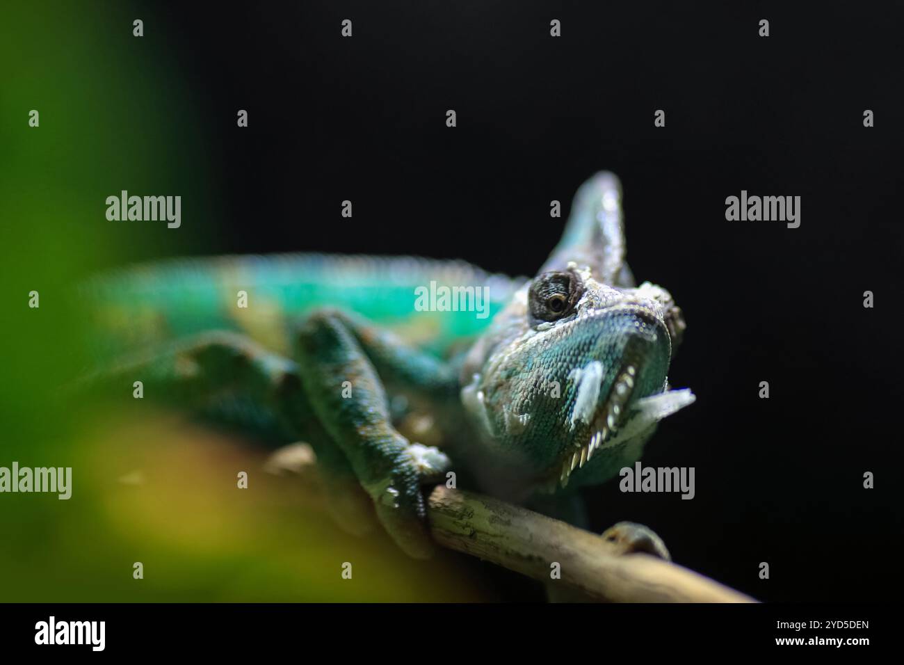 The Green Iguana Iguana Iguana Also Known As The American Iguana Is