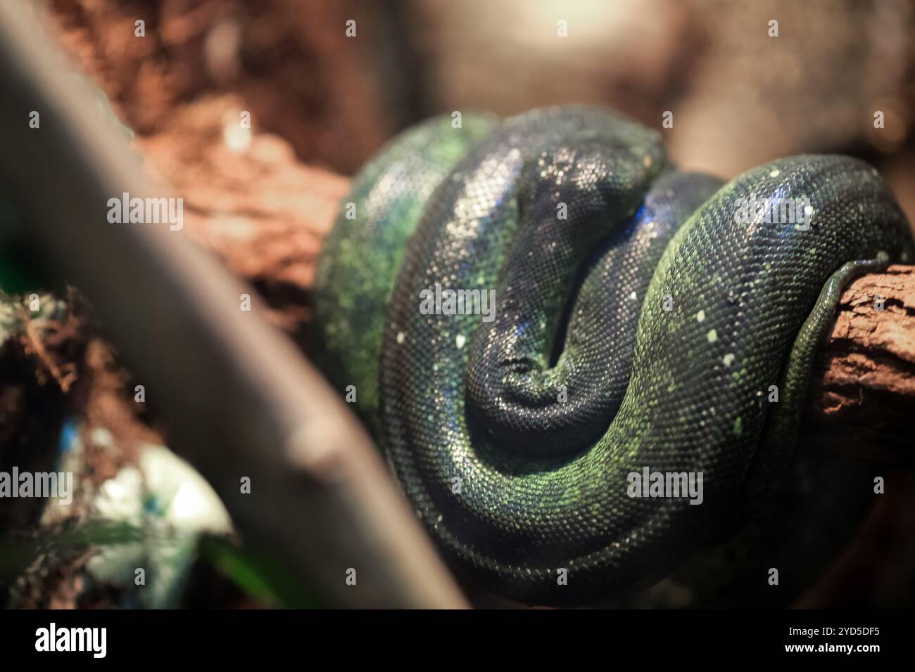The green tree python (Morelia viridis), is a species of snake in the ...
