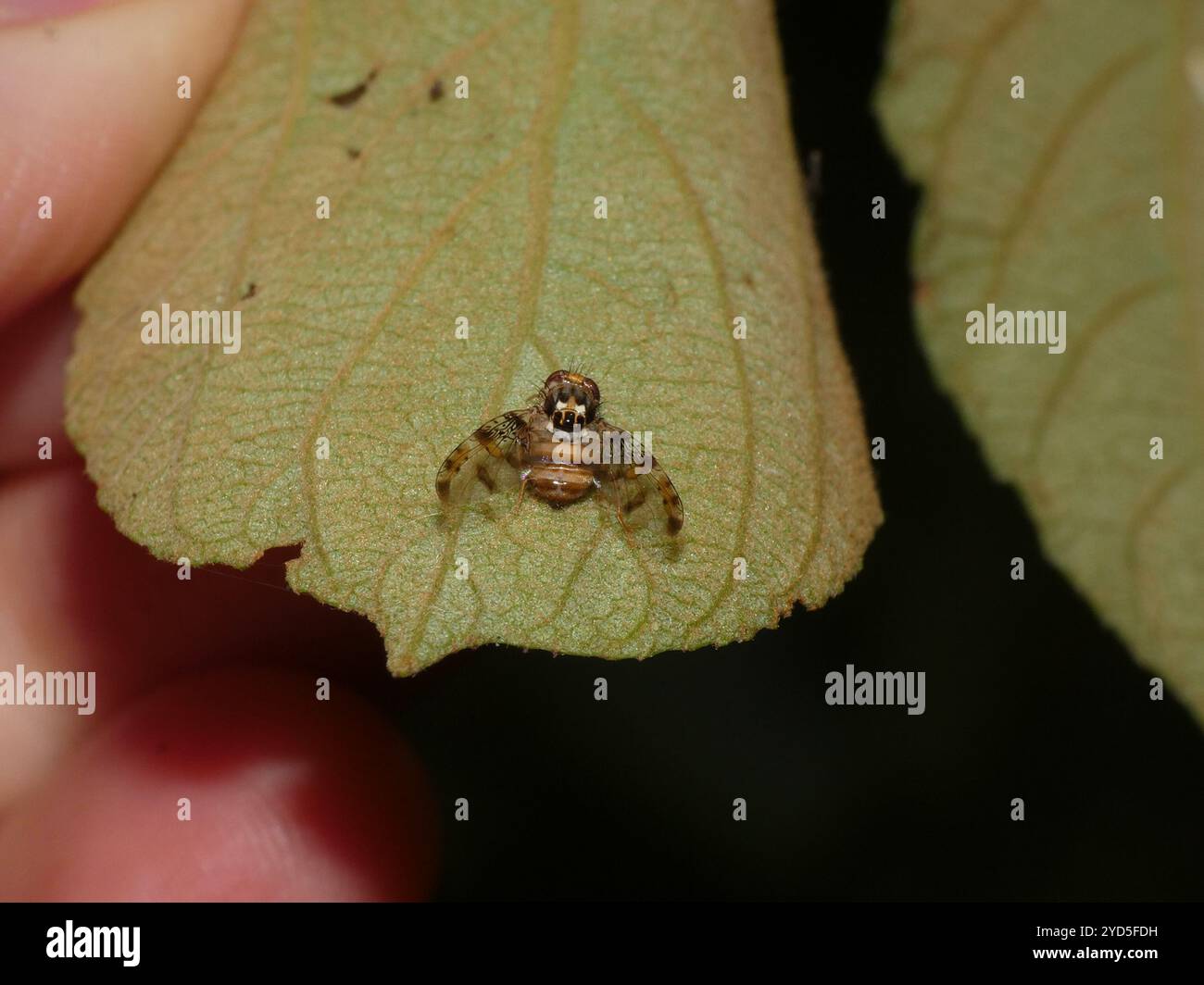 Ceratitis hi-res stock photography and images - Alamy