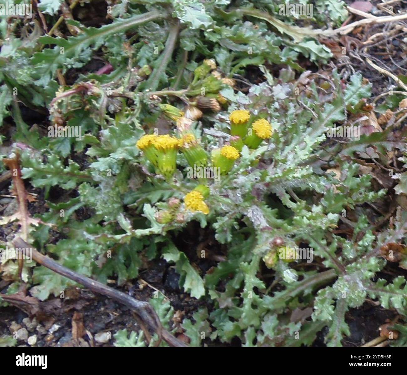 common groundsel (Senecio vulgaris Stock Photo - Alamy