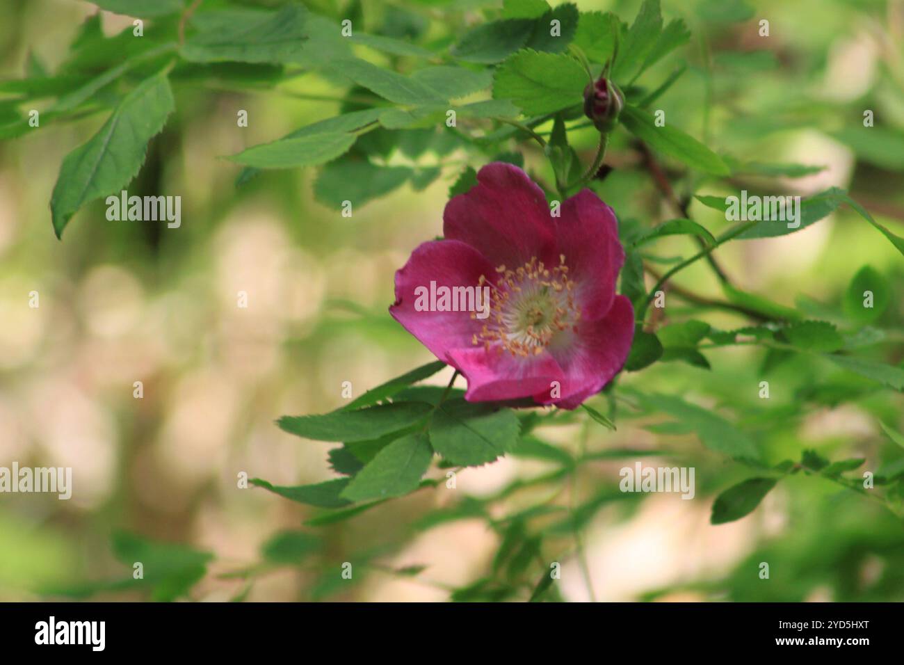 Alpine Rose (Rosa pendulina Stock Photo - Alamy