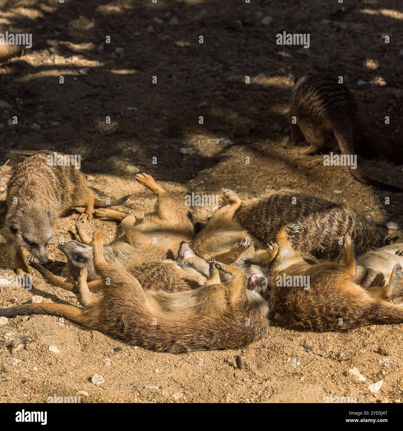 Several meerkats are relaxed on the ground, engaging in playful interactions and soaking up the sun on a warm afternoon in their desert habitat Stock Photo