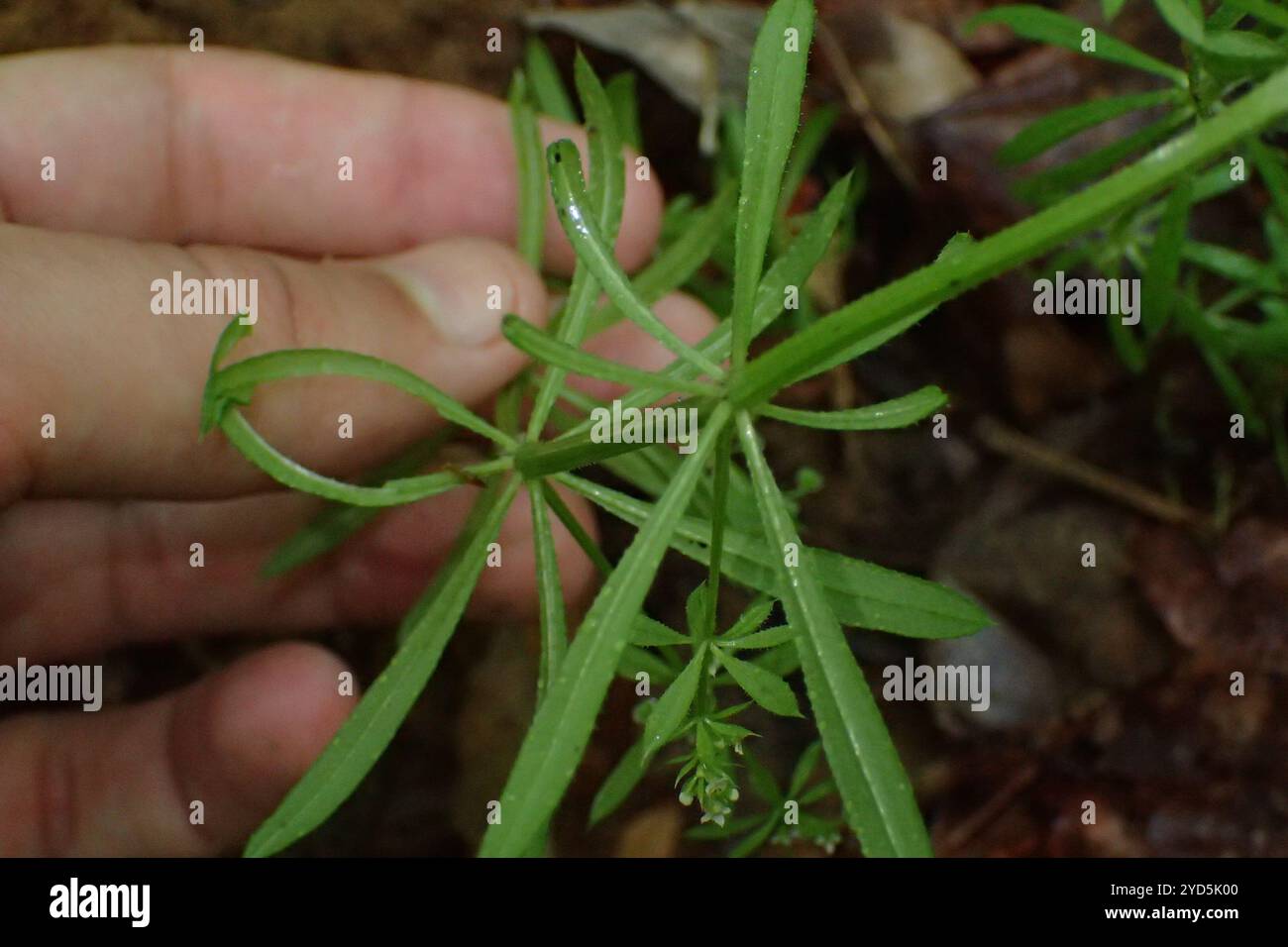 catchweed bedstraw (Galium aparine Stock Photo - Alamy