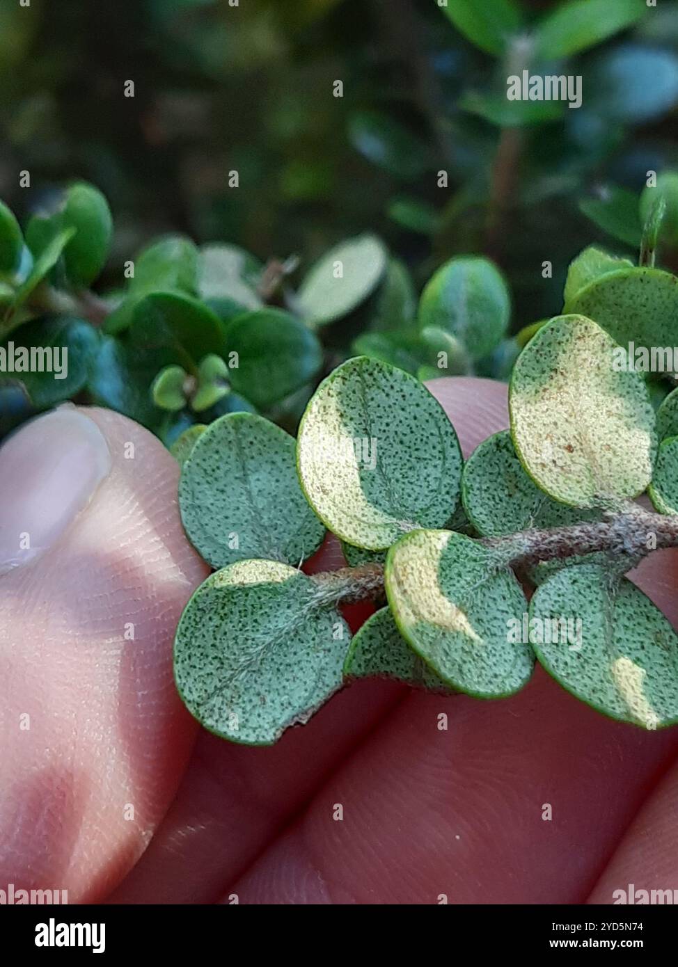 climbing rātā (Metrosideros perforata Stock Photo - Alamy