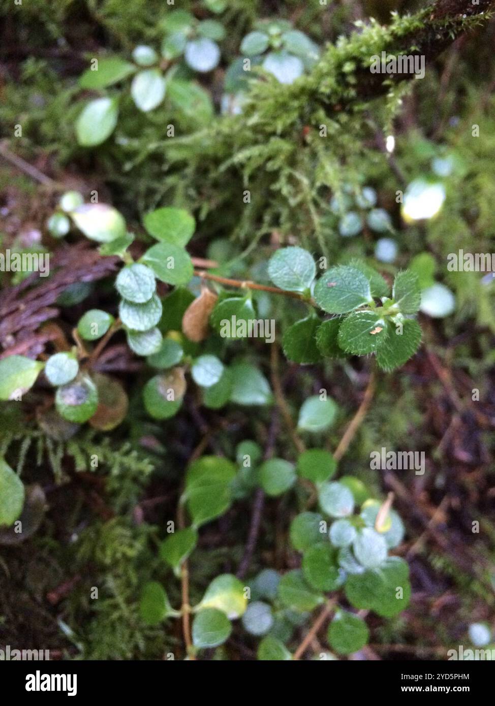 Twinflower (Linnaea borealis Stock Photo - Alamy