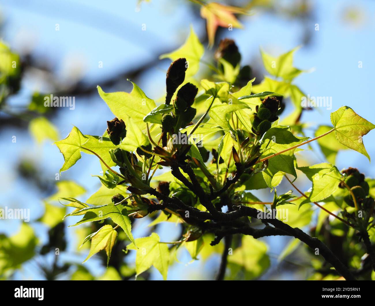 Chinese Sweetgum (Liquidambar formosana) Stock Photo