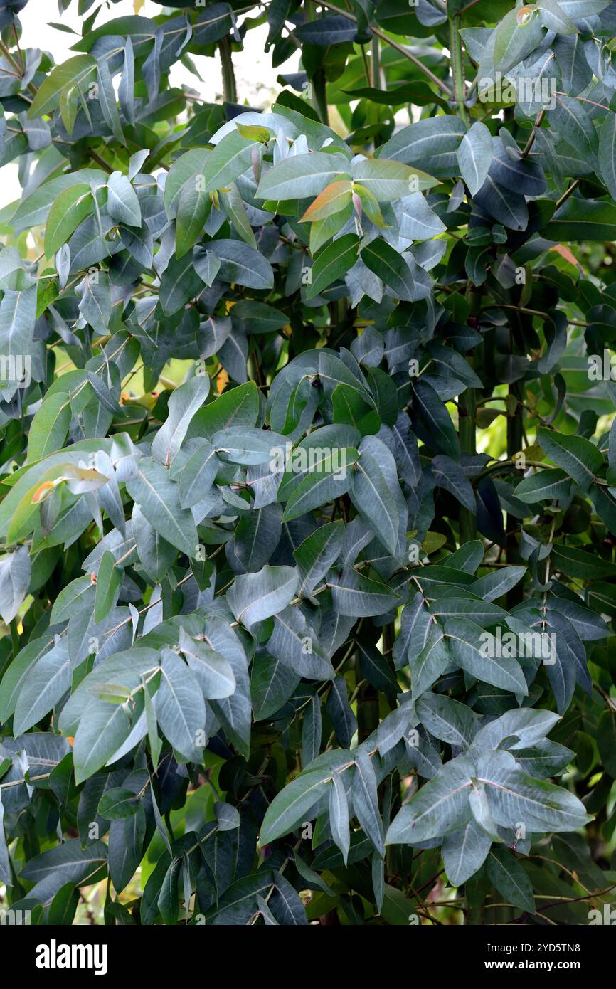 blue-gum-foliage-hi-res-stock-photography-and-images-alamy