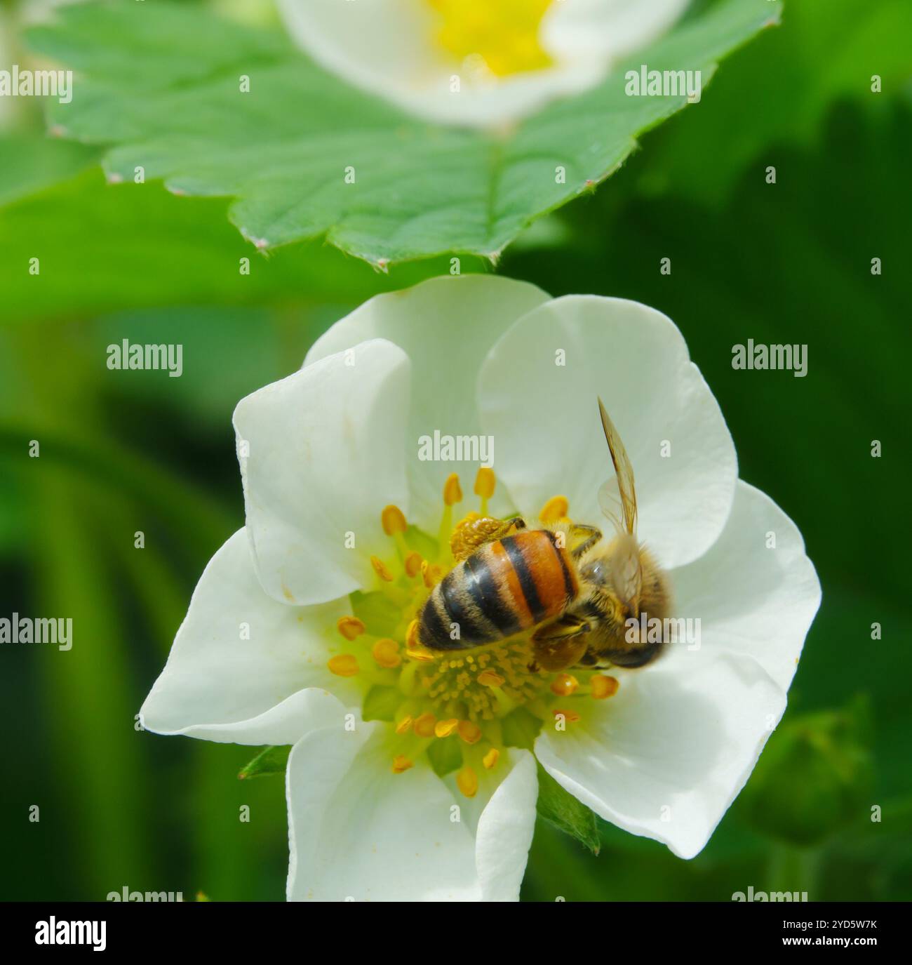 Strawberry garden honey hi-res stock photography and images - Alamy