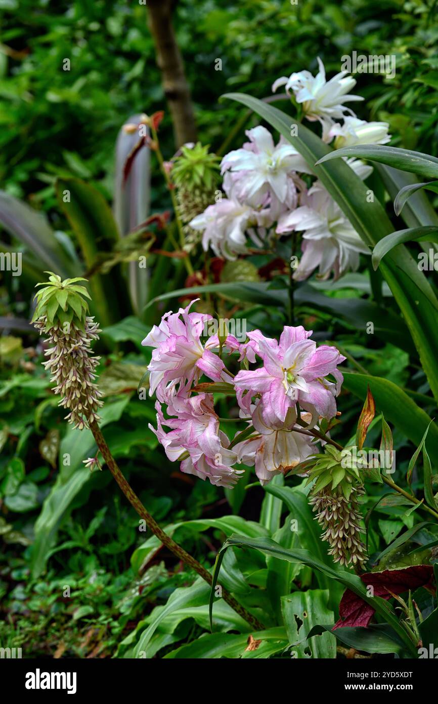 Lily lotis queen hires stock photography and images Alamy