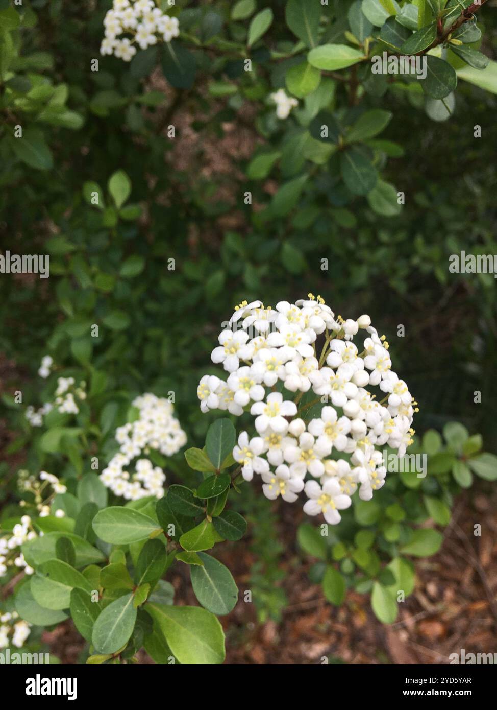 Walter's Viburnum (Viburnum obovatum Stock Photo - Alamy