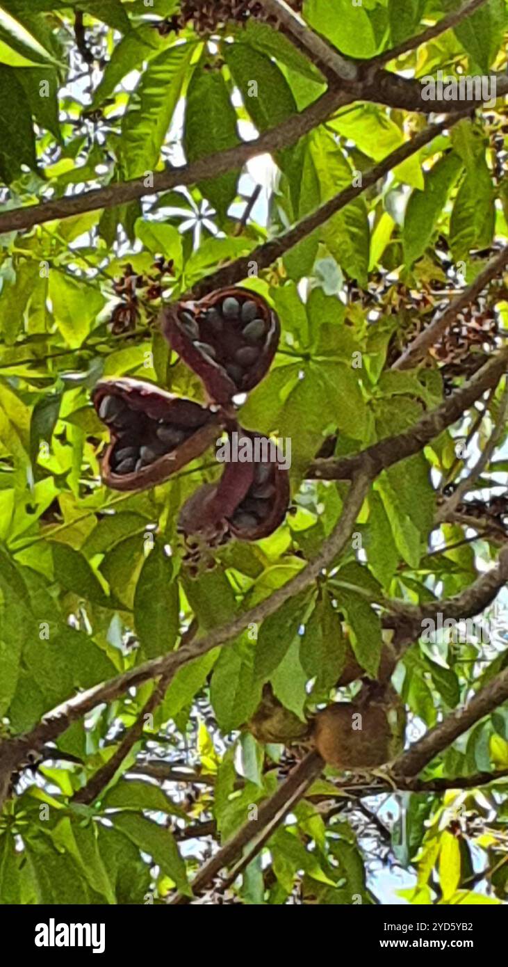 Sterculia foetida hi-res stock photography and images - Alamy