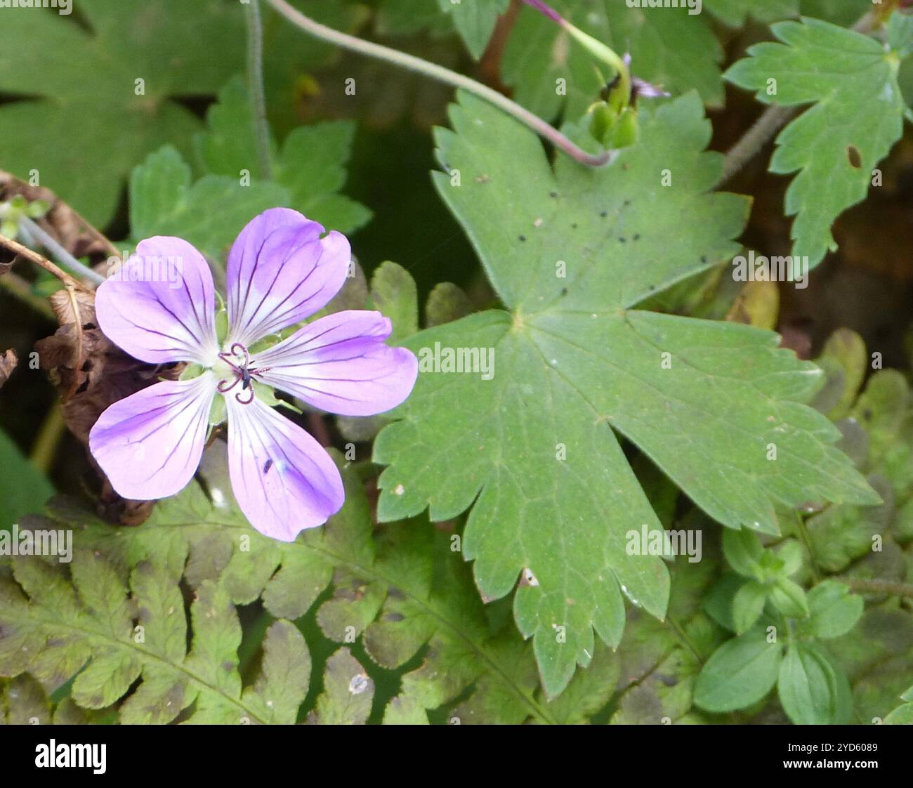 Nepal Geranium (Geranium nepalense Stock Photo - Alamy
