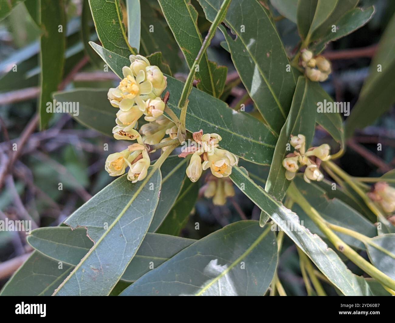 California bay (Umbellularia californica Stock Photo - Alamy