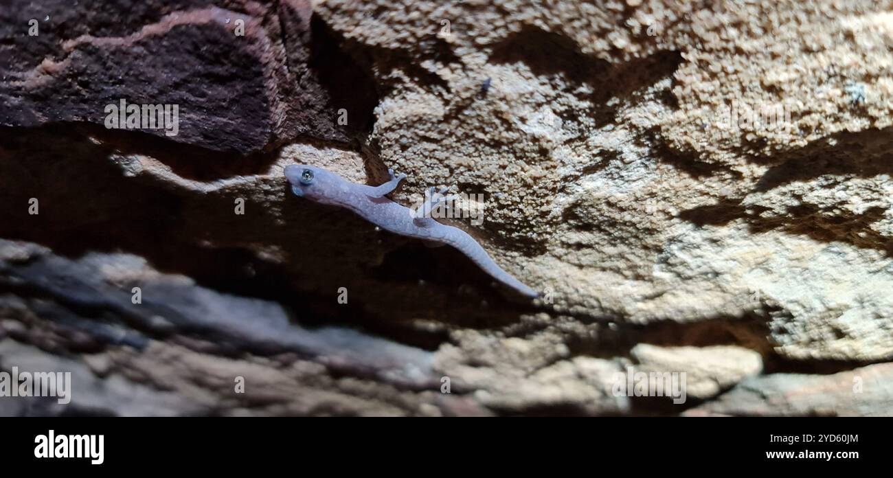 Southern Marbled Gecko (Christinus marmoratus) Stock Photo