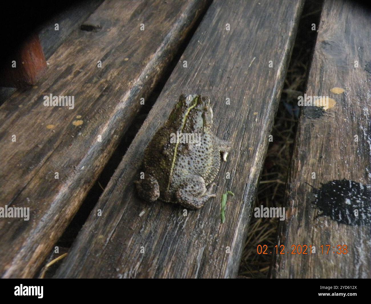 Bella Vista Toad (Rhinella dorbignyi Stock Photo - Alamy