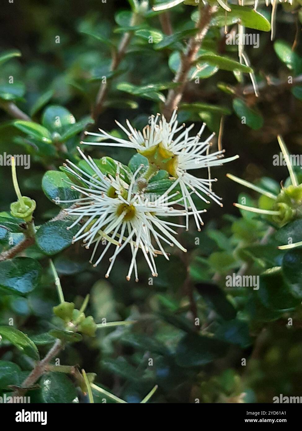 climbing rātā (Metrosideros perforata Stock Photo - Alamy