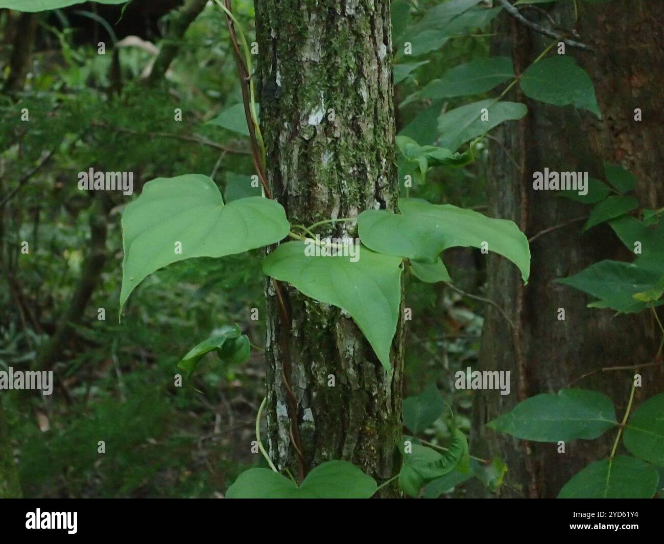 flowering plants (Angiospermae Stock Photo - Alamy