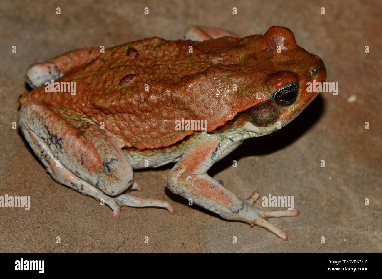 African red toad hi-res stock photography and images - Alamy