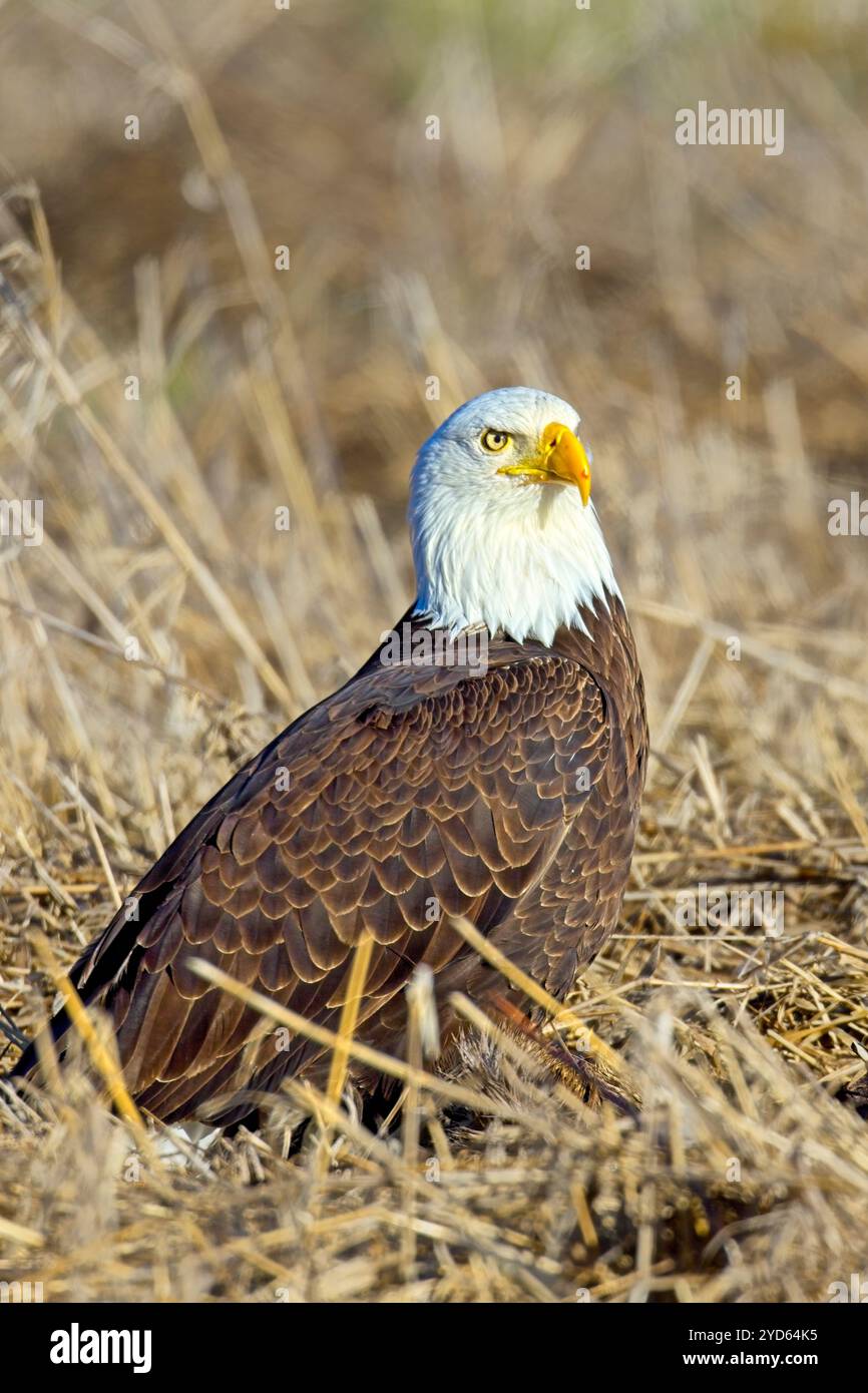 Portraiture of a bald eagle. Stock Photo