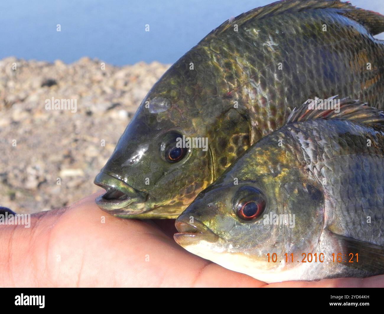 Java Tilapia Oreochromis mossambicus hi-res stock photography and images - Alamy