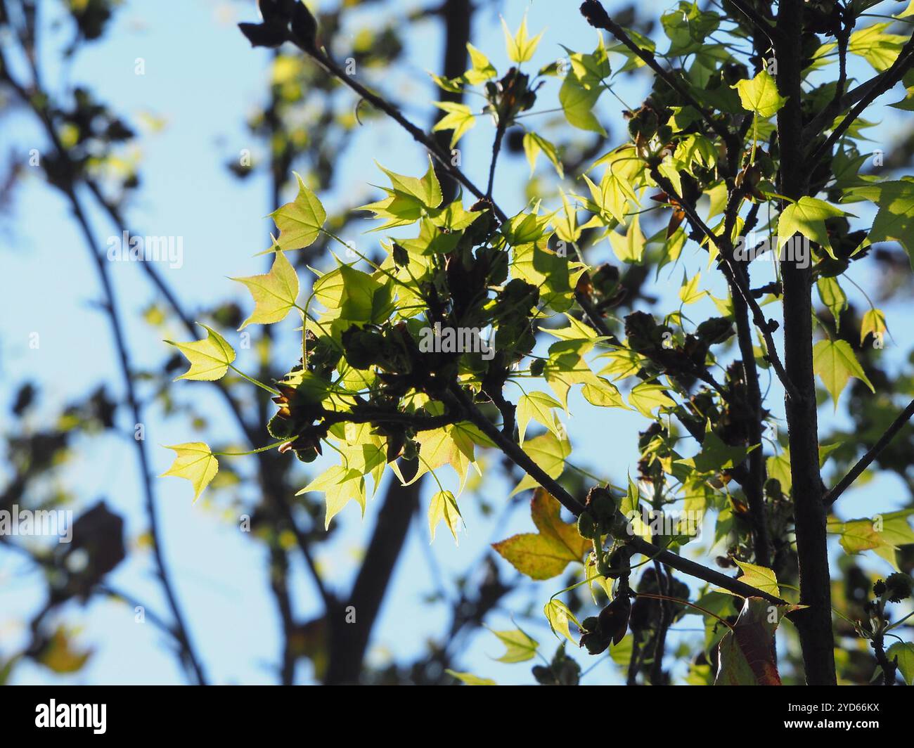 Chinese Sweetgum (Liquidambar formosana) Stock Photo