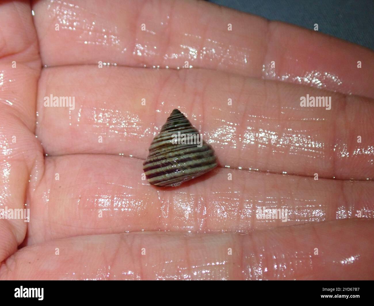 Blue ringed top snail hi-res stock photography and images - Alamy