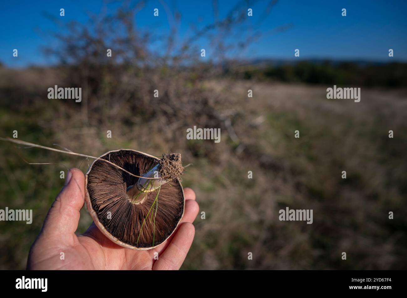 mushroom hold in hand freshly harvested Stock Photo