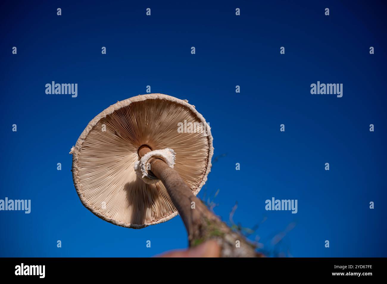 Amanita rubescens edible mushroom, on the blue sky background Stock Photo