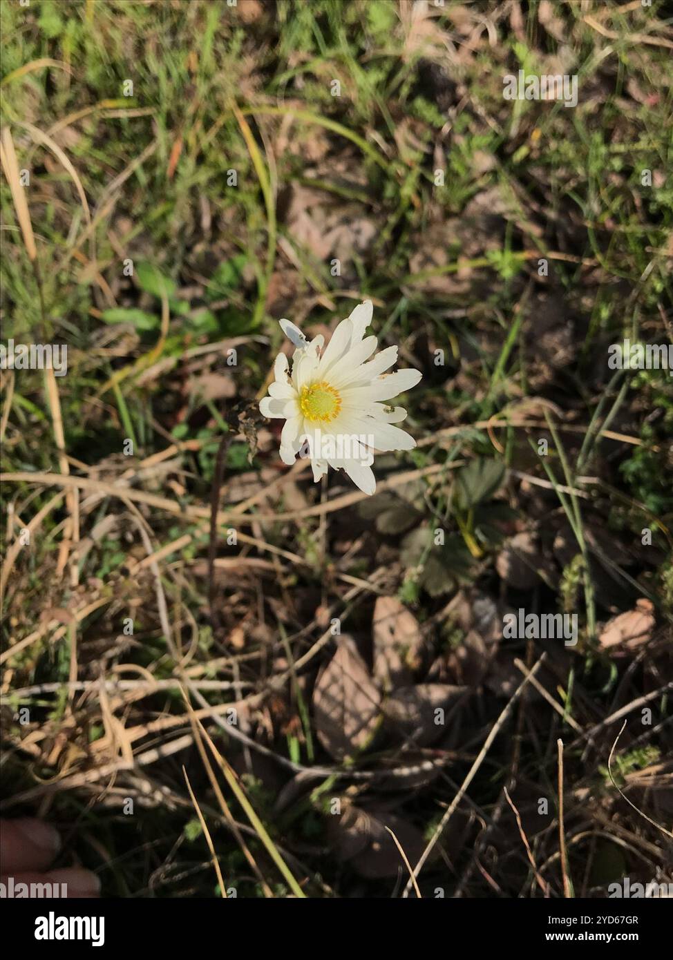 Tenpetal Anemone (Anemone berlandieri) Stock Photo