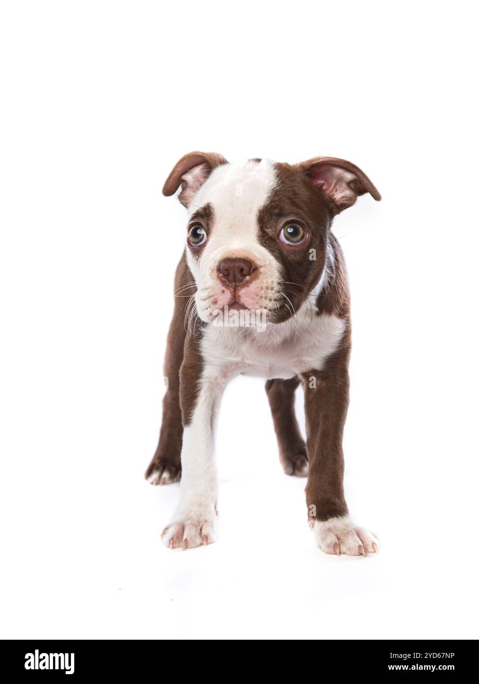 A studio photo of an innocent and shy looking Boston Terrier puppy on a white background. Stock Photo