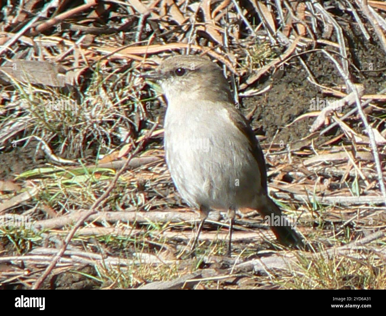 Dusky Robin (Melanodryas vittata Stock Photo - Alamy