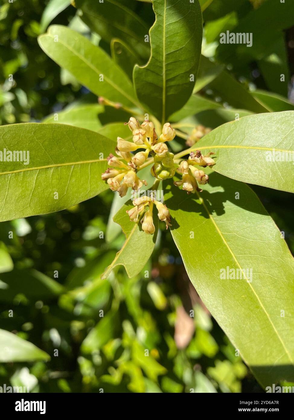 California bay (Umbellularia californica Stock Photo - Alamy