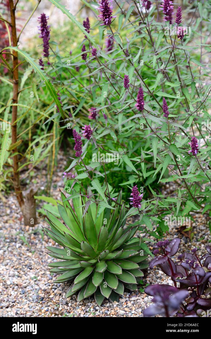 agave shaka zulu,agaves,succulents,Desert Accent Plant,agastache mexicana sangria,Mexican Giant Hyssop,agastache in border, borders,perennial planting Stock Photo