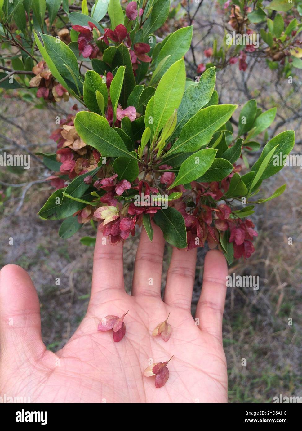 Akeake (Dodonaea viscosa Stock Photo - Alamy