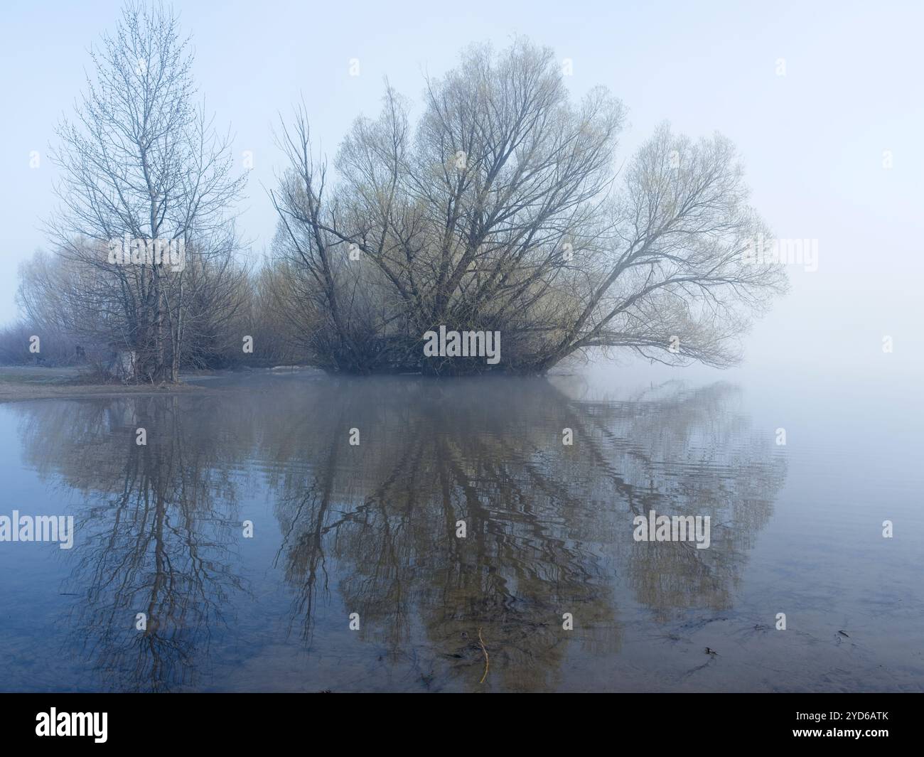 Water calm in marsh trees hi-res stock photography and images - Alamy
