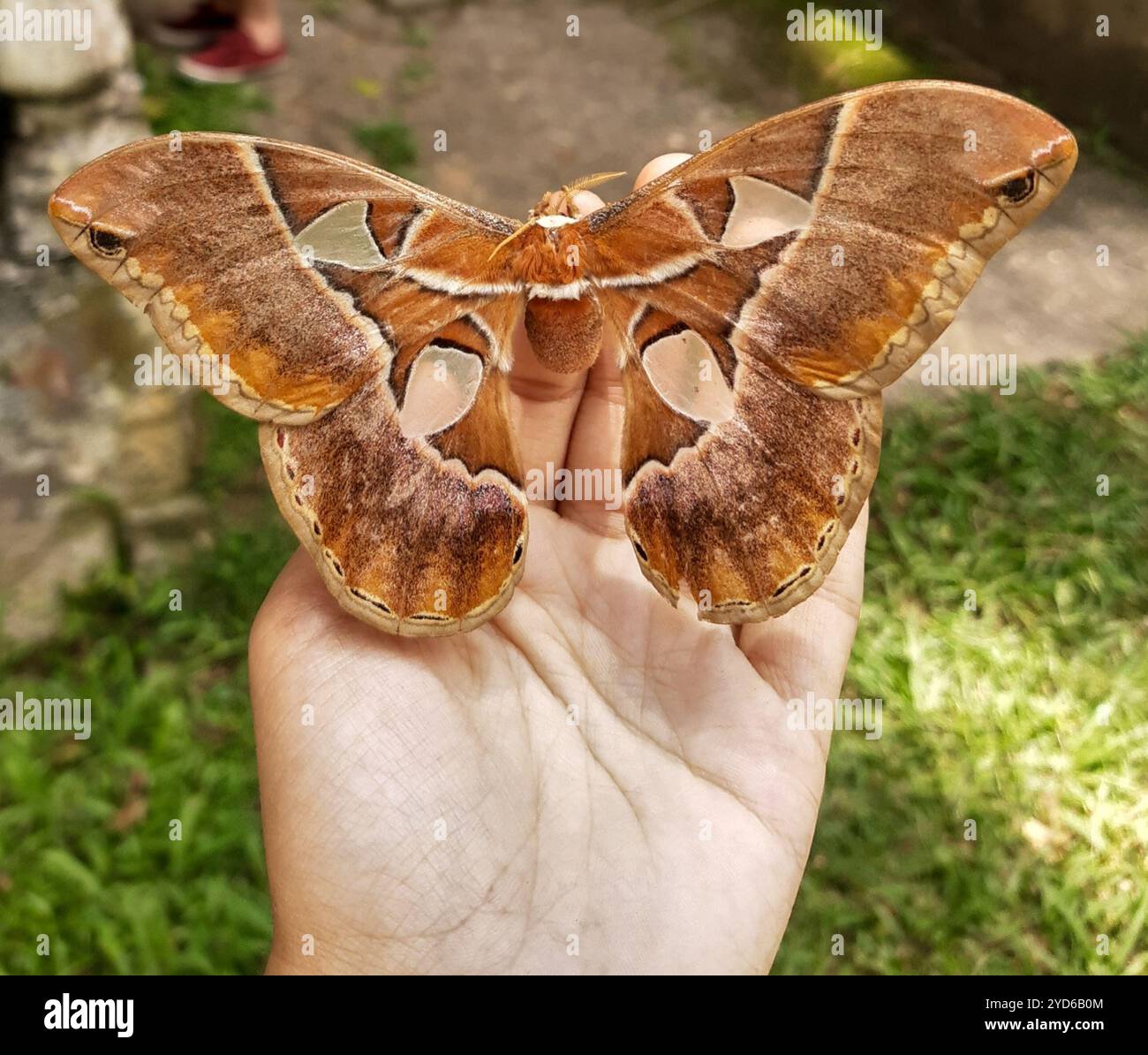 Rothschildia hesperus hi-res stock photography and images - Alamy