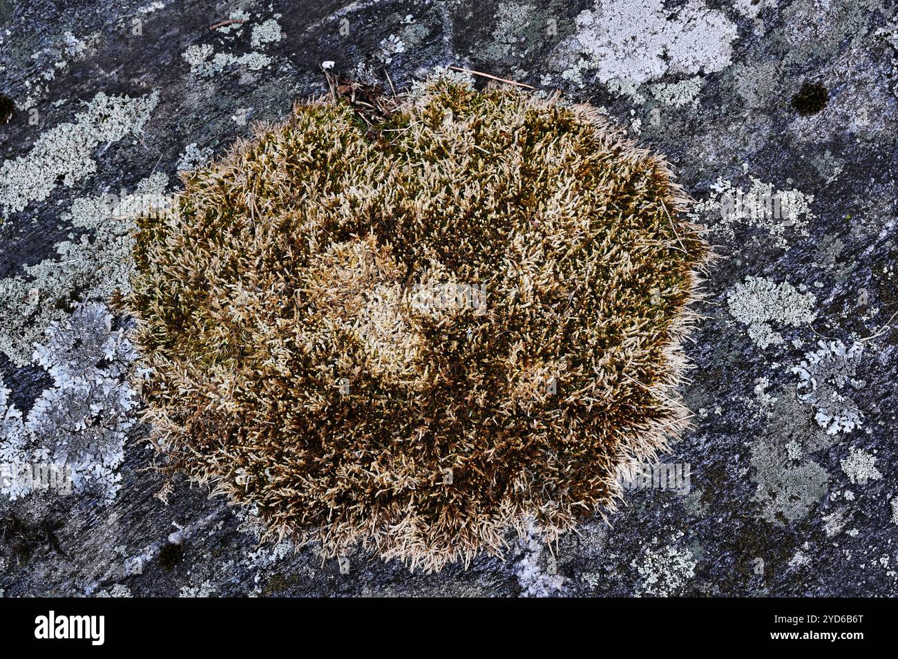Moss and lichen on granite rock Stock Photo