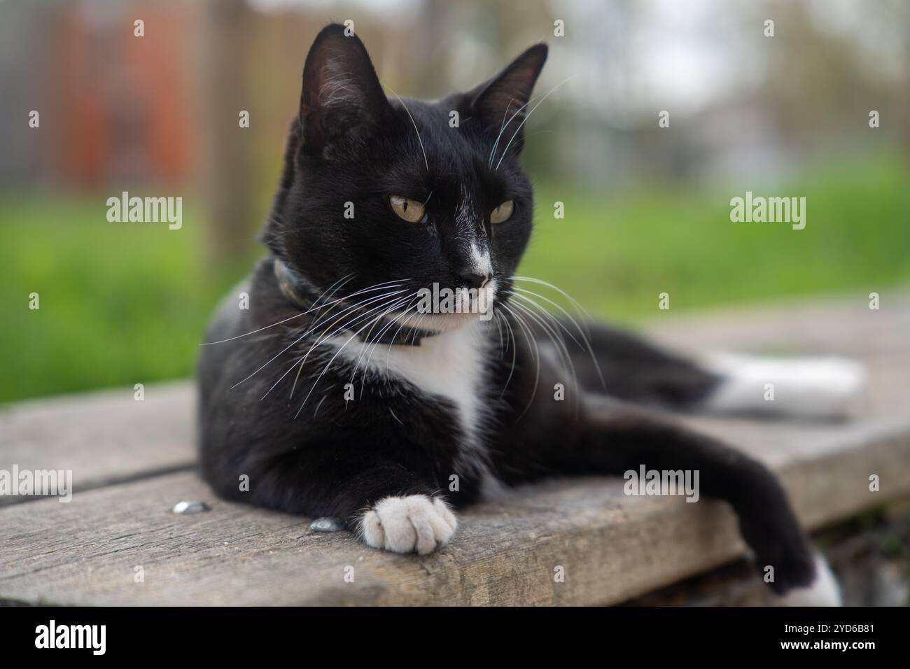 Abandono de animales hi-res stock photography and images - Alamy