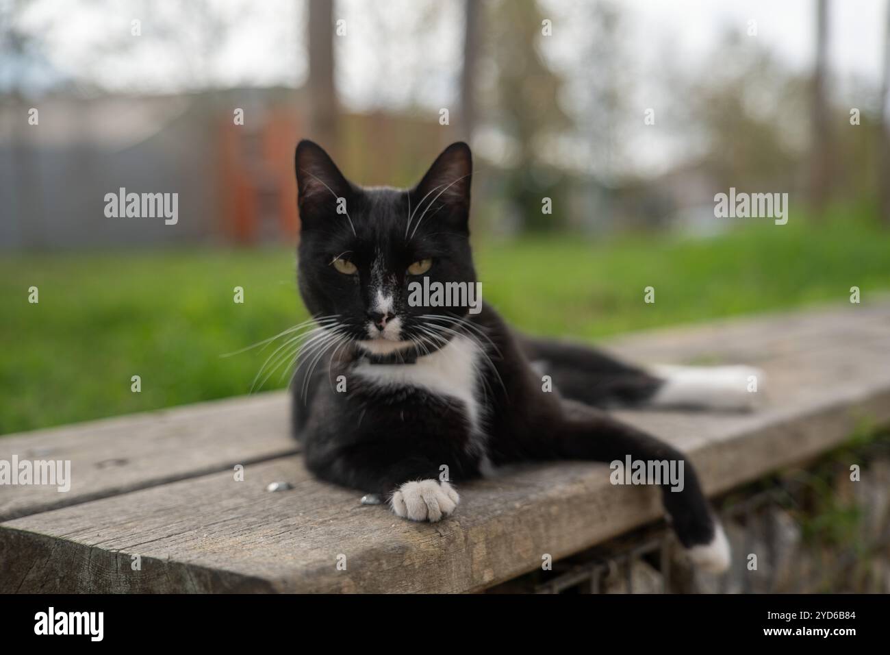 Abandono de animales hi-res stock photography and images - Alamy