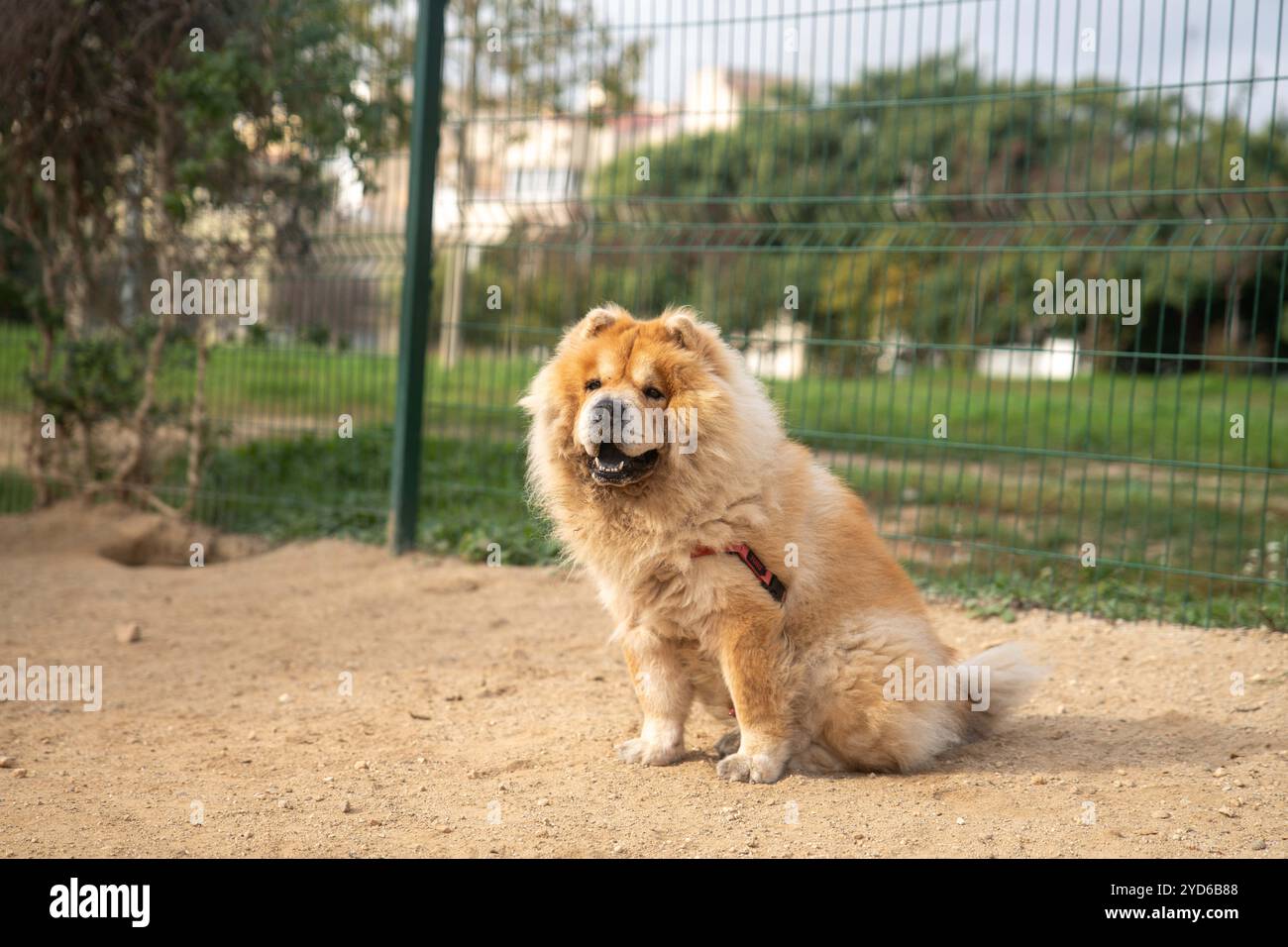Abandono de animales hi-res stock photography and images - Alamy